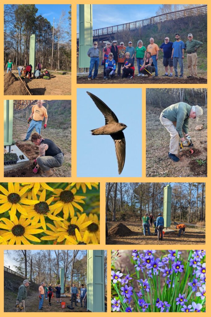 Creating Habitat for Chimney Swifts: A Community Effort - Southern ...